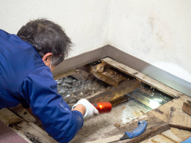 Best Home Mold Removal  in Marietta, GA