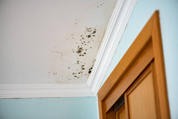Professional Mold Removal in Marietta, GA