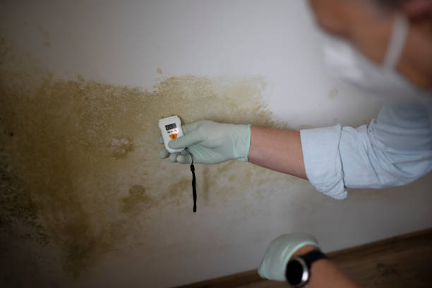 Best Black Mold Removal  in Marietta, GA