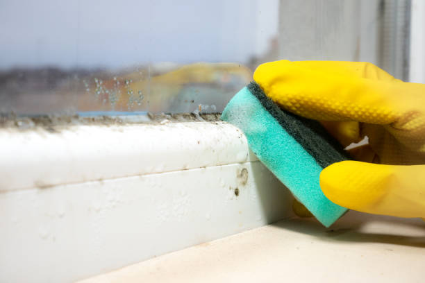 Best Toxic Mold Removal  in Marietta, GA