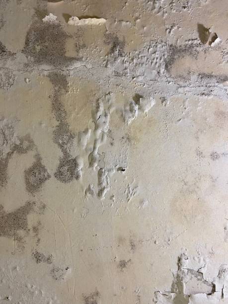 Best Mold Removal and Inspection  in Marietta, GA